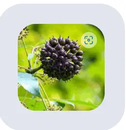 sugar defender supplement