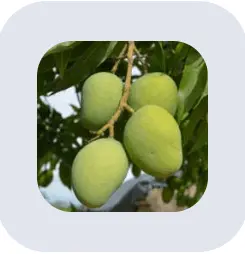 sugar defender official